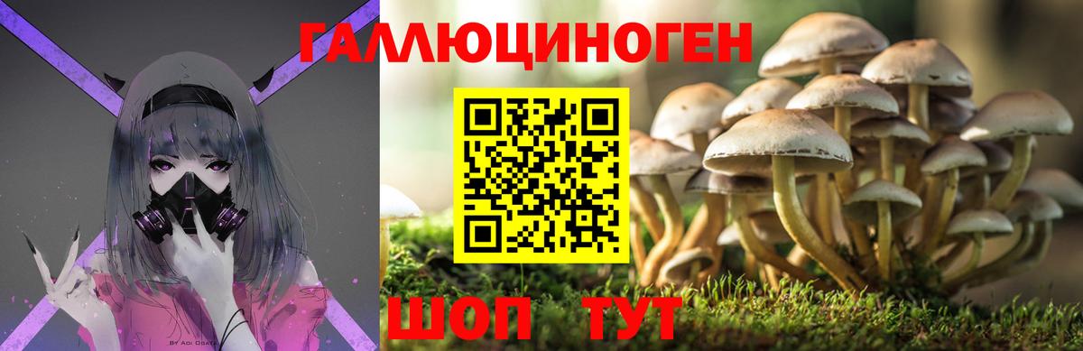 Галлюциногенные грибы Psilocybine cubensis Кизилюрт